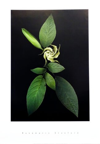 LI2015 | Rosemarie Stanford | Baby Trumpet | b/D01