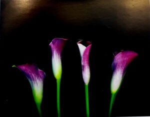 LI2021 | Rosemarie Stanford | Catalilies | b/D01