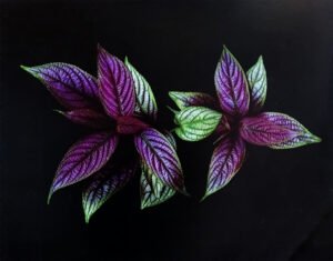 LI2022 | Rosemarie Stanford | Purple Leaves | b/D01