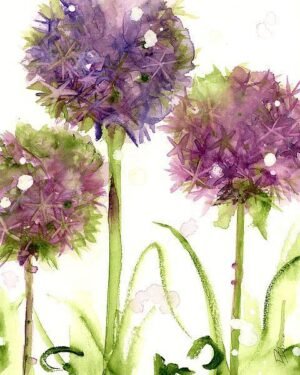 Dawn Derman | D1008D | Alliums