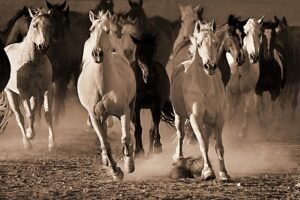 Lisa Dearing | D798D | About Face