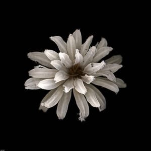 PhotoINC Studio | IN30861 | All White