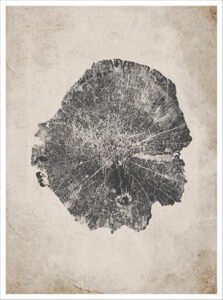 Imagen de diseño / Botánicas | MA040 | Tree Rings I