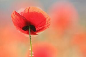 Roeselien Raimond | R1118D | Poppy Dream