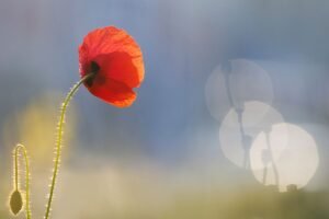 Roeselien Raimond | 1119D | Echoes