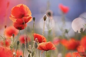 Roeselien Raimond | R1121D | Poppy Delight