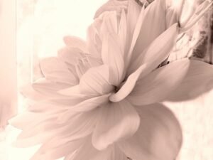 Judy Stalus | S1518D | Pink Dahlia 1