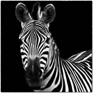 Debra Van Swearingen | W16455 | Zebra II Square