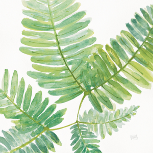 Chris Paschke | W24944 | Ferns II