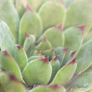 Laura Marshall | W33277A | Garden Succulents I