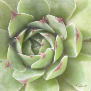Laura Marshall | W33278A | Garden Succulents II