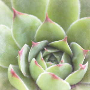 Laura Marshall | W33279A | Garden Succulents III