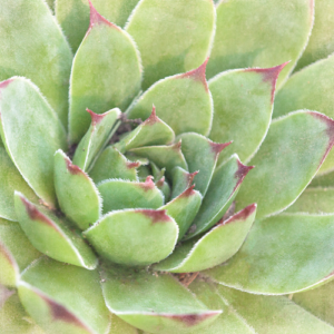Laura Marshall | W33280A | Garden Succulents IV