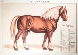 Serie Artes y Oficios | Li0418 | Il Cavallo