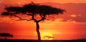 James Urbach | LI1209 | Masai Mara, Kenya