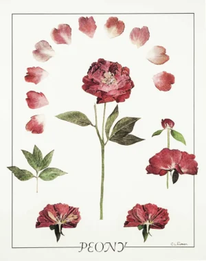 Fornari | Li1402 | Peony