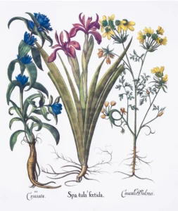 Serie Botánica | Li1403 | Botanical IV