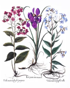 Serie Botánica | Li1404 | Botanical III