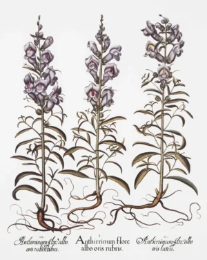 Serie Botánica | Li1405 | Botanical I