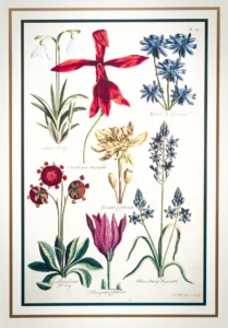 John Hill | Li1406 | Snowdrops and other flowers