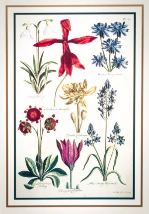 John Hill | Li1406 | Snowdrops and other flowers