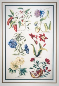 John Hill | Li1407 | Capsicum and other flowers