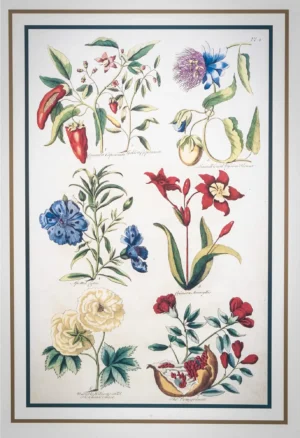 John Hill | Li1407 | Capsicum and other flowers