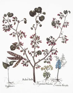 Serie Botánica | Li1408 | Botanical V