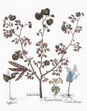 Serie Botánica | Li1408 | Botanical V