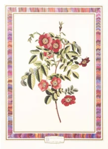 Botanical Collection | Li1409 | Rosa