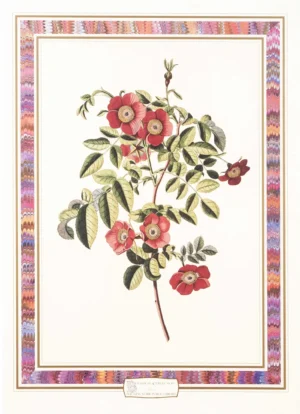 Botanical Collection | Li1409 | Rosa