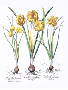 Serie Botánica | Li1410 | Botanical II