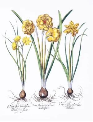 Serie Botánica | Li1410 | Botanical II