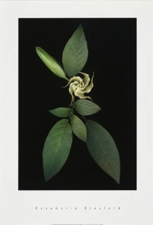 Rosemarie Stanford | Li2015 | Baby Trumpet