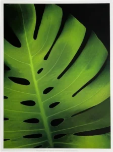 Rosemarie Stanford | Li2018 | Big Roy