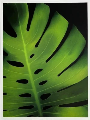 Rosemarie Stanford | Li2018 | Big Roy