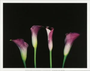 Rosemarie Stanford | Li2021 | Catalilies