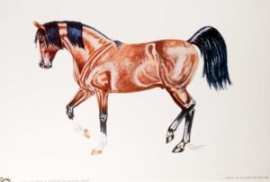 Serie Caballos | LI0511 | Raza Árabe / Líbano