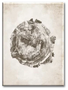 Imagen de diseño / Botánicas | MA041 B5070 | Tree Rings II