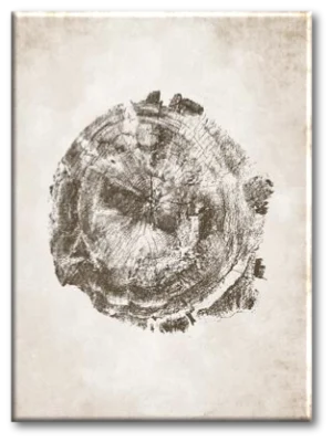 Imagen de diseño / Botánicas | MA041 B5070 | Tree Rings II