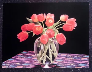 Stefanich | Li1413 | Dramatic tulips