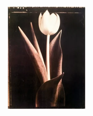 Tom Baril | Li0974 | Standing tulip