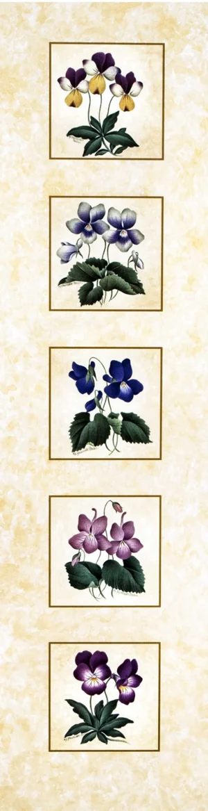Shumaker Pallan | Li1503 | Violet Family