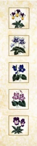 Shumaker Pallan | Li1503 | Violet Family
