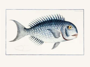 Serie peces - Antique Grav | Li0334 | Coryphana Corulea