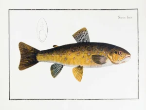 Serie peces - Antique Grav | Li0335 | Salmo Fario