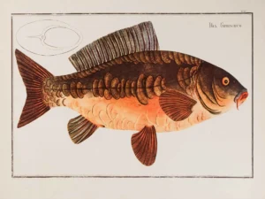 Serie peces - Antique Grav | Li0336 | Ren Gyprinorum