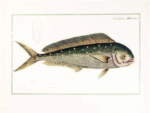 Serie peces - Antique Grav | Li0337 | Coryphana Hippurus