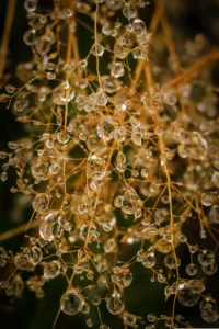 Bergadder | PX967637 | Drops